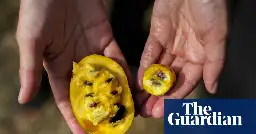 Could pawpaw, the US-native fruit, become the new kiwi or mango?