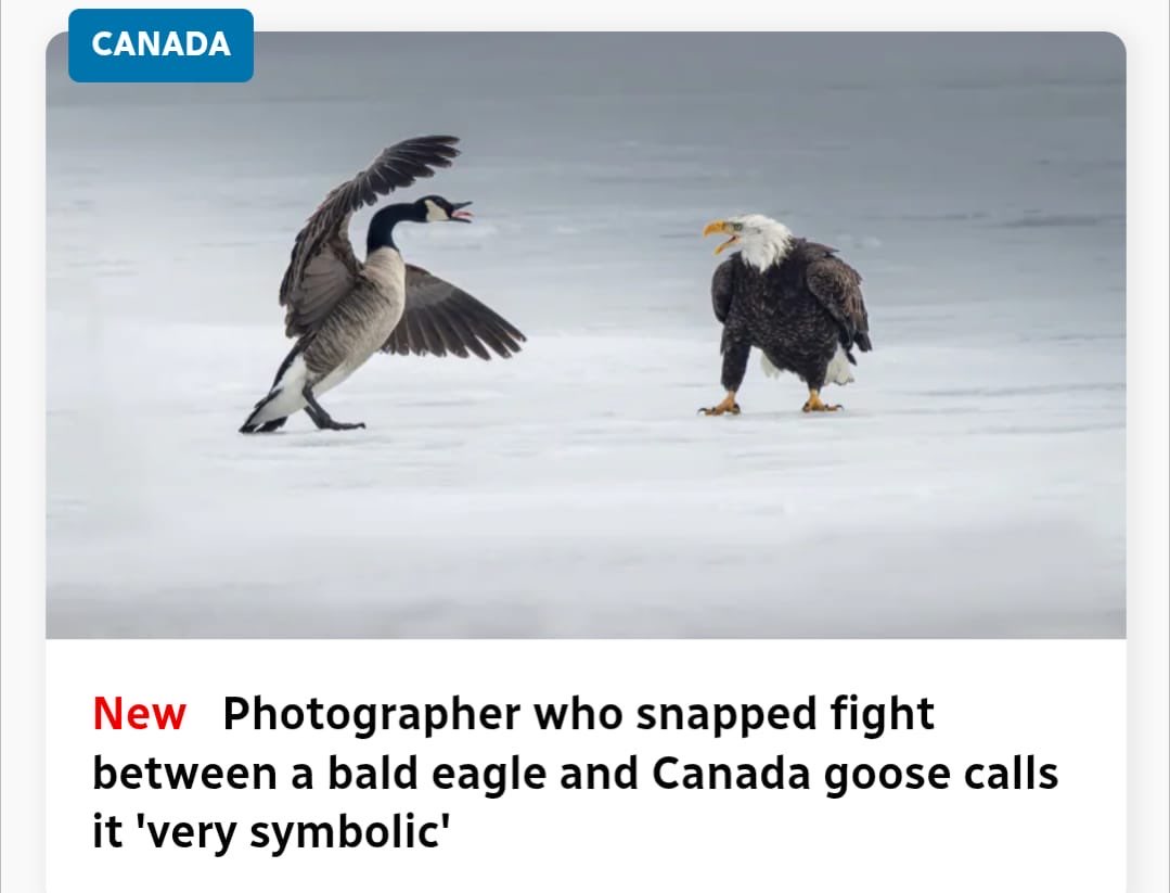 A Canada Goose fighting a bald eagle on frozen ground