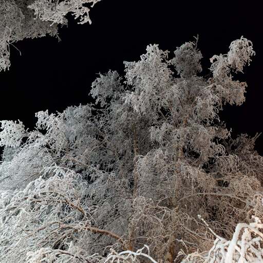 Birch trees covered in a heavy layer of frost.