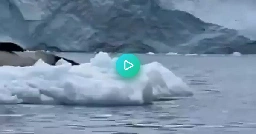 Penguin jumps to icefloat with a seal on it; does 180
