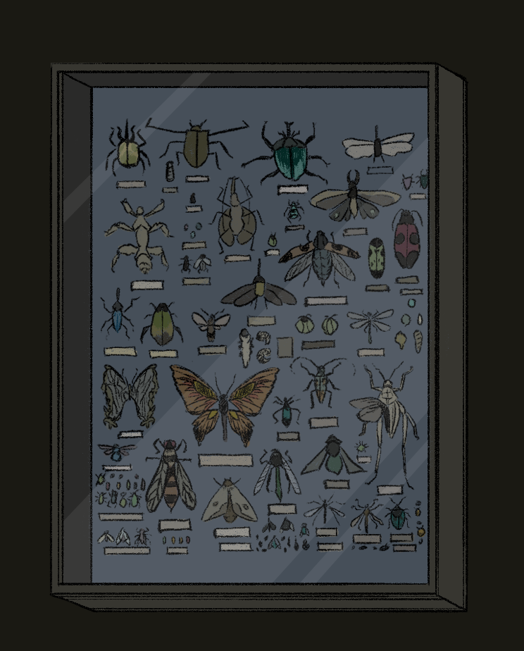 Cruelty-Free Bug Collecting