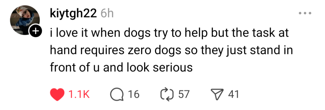 I love it when dogs try to help but the task at hand requires zero dogs so they just kinda stand in front of you and look serious