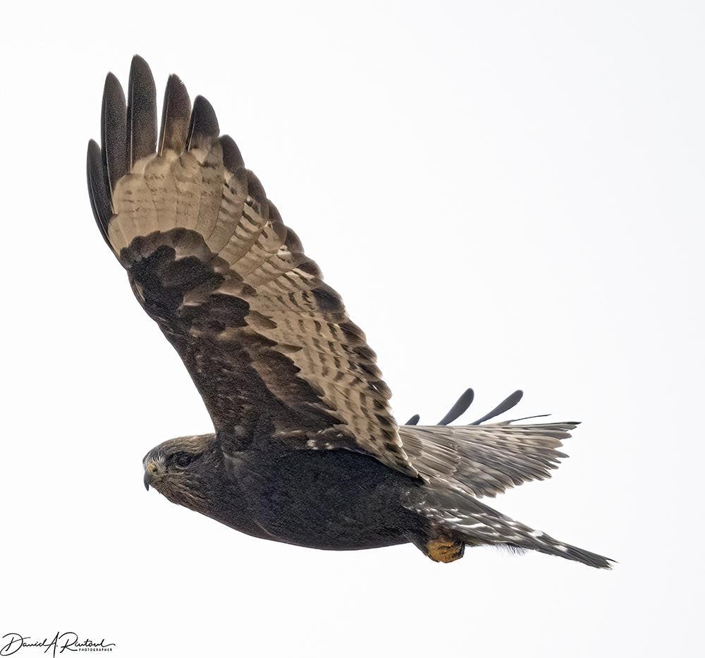 Dark hawk with lighter primaries and secondaries, dark eye, yellow toes, and dark banded tail, banking away while looking at the camera