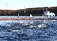 27,000 Farmed Salmon Escape From Seafood Company off Norwegian Coast, Threatening Wild Fish