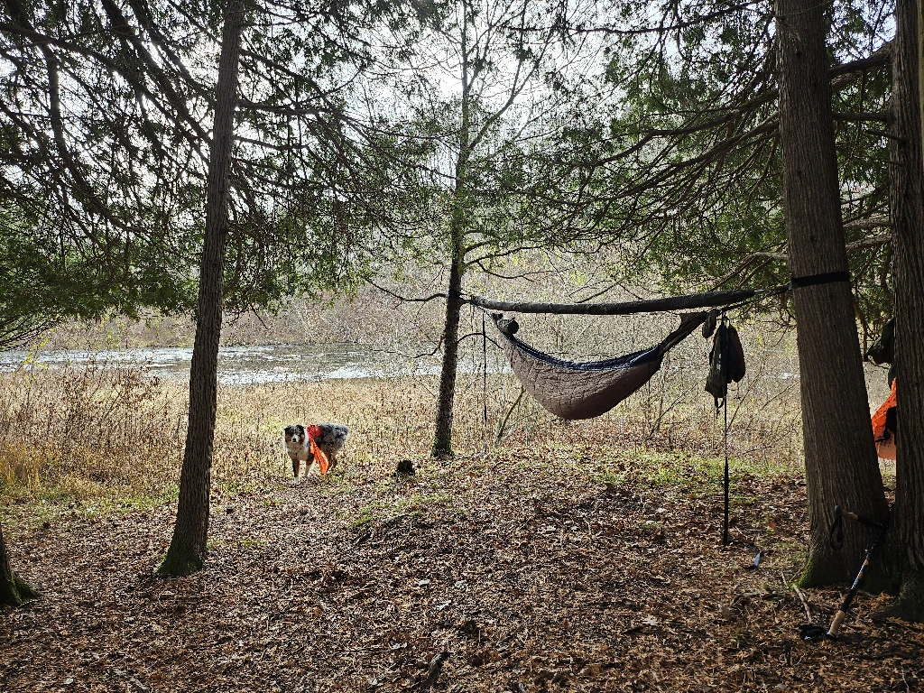 Hammock by the river with dog in background