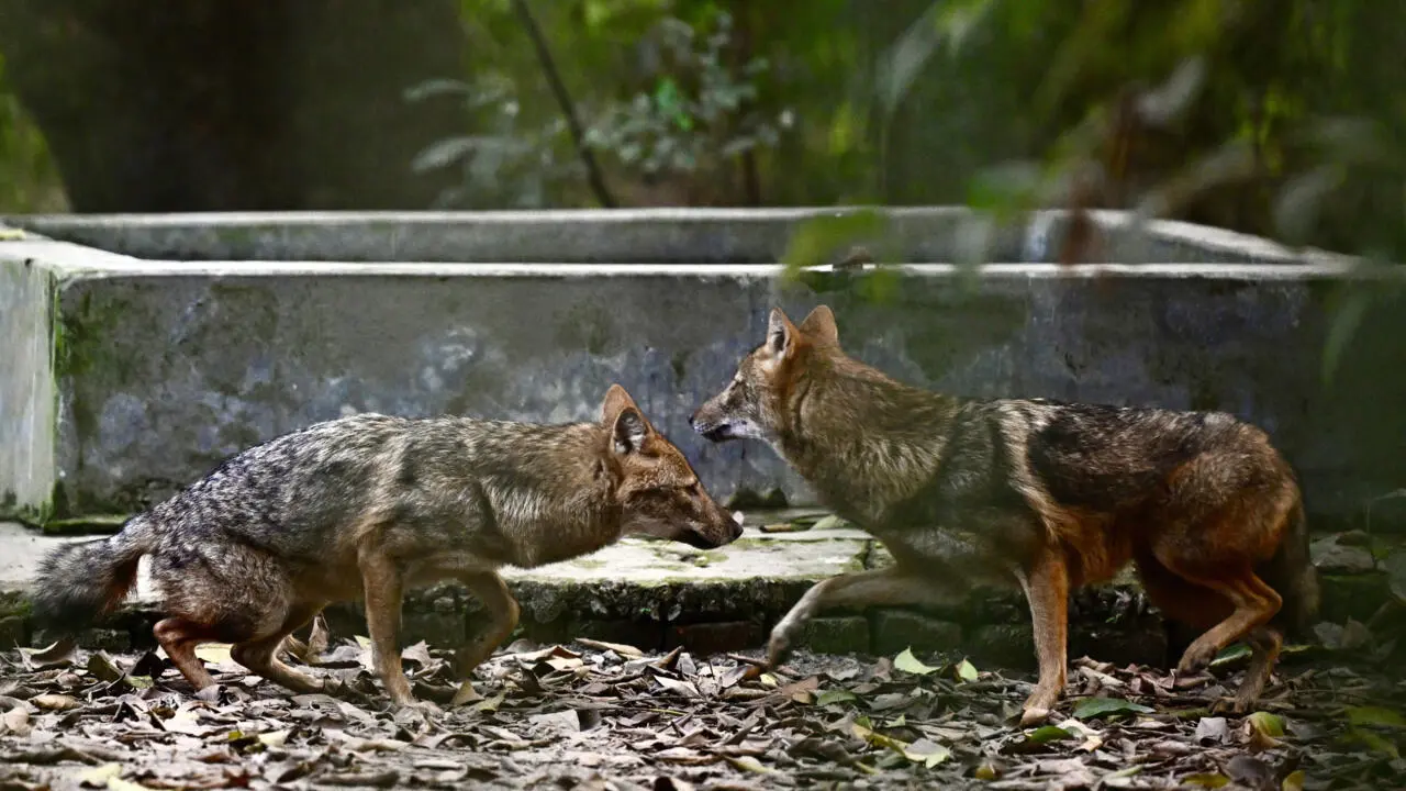 Habitat loss stokes rabid jackal attacks in Bangladesh