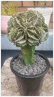 An absolutely stunning grafted Gymnocalycium specimen that I got just now